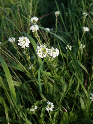 hoary alyssum