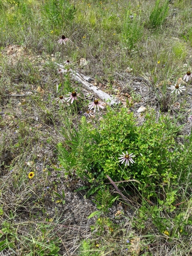 Image of Echinacea sanguinea by (c) Alison Northup, some rights reserved (CC BY)