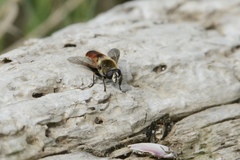 Polydontomyia curvipes
