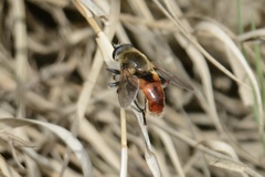 Polydontomyia curvipes