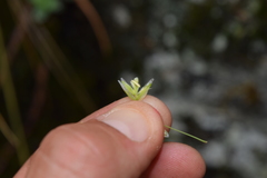 Melica mutica