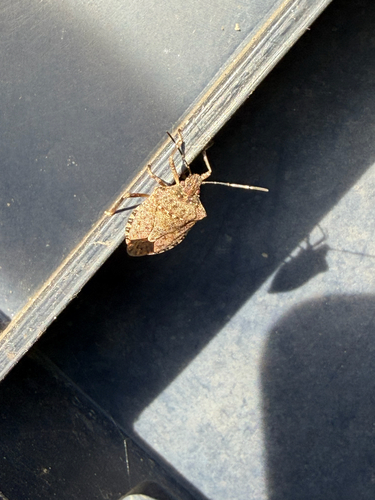 Brown Marmorated Stink Bug