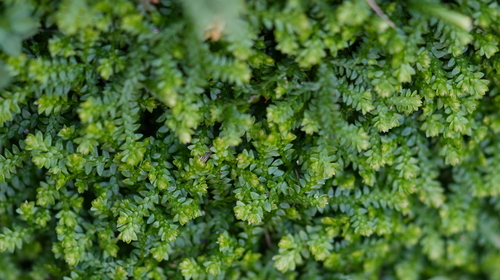 Selaginella helvetica observed 2026-09-25