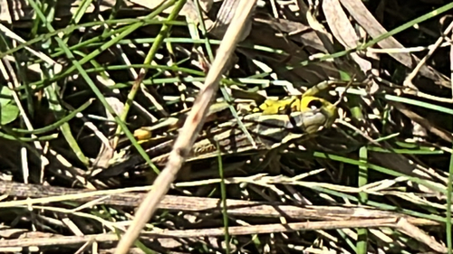 Large Banded Grasshopper