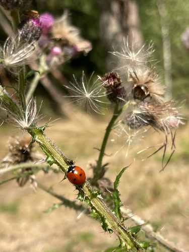Seven-spotted Lady Beetle