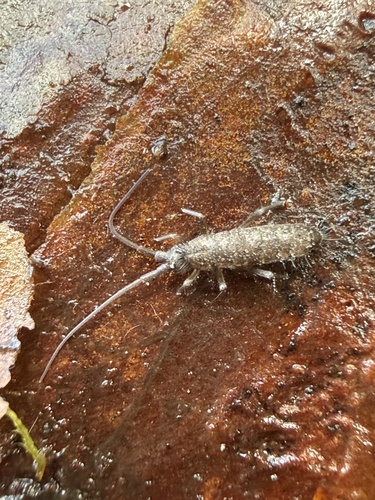 Pogonognathellus longicornis