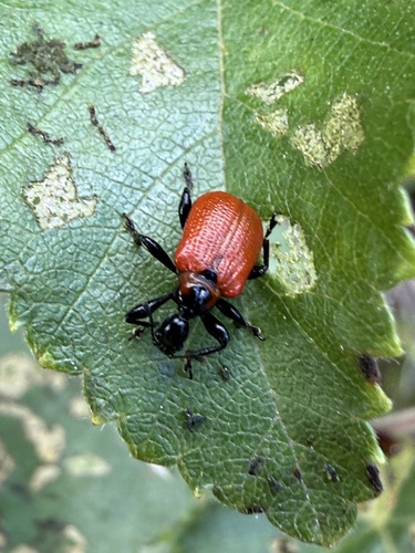 Hazel leaf-roller weevil