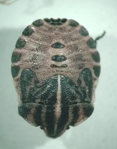 Continental Striped Shield Bug