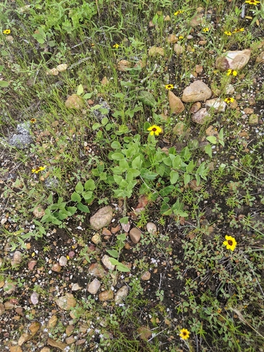 Image of Matelea cynanchoides by (c) Alison Northup, some rights reserved (CC BY)