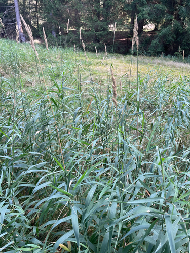 reed canary grass