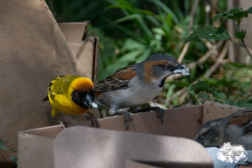 iNaturalist image