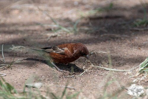 iNaturalist image