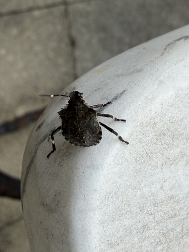 Brown Marmorated Stink Bug