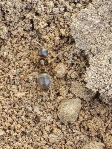 Turfgrass Ant