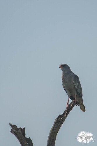 iNaturalist image