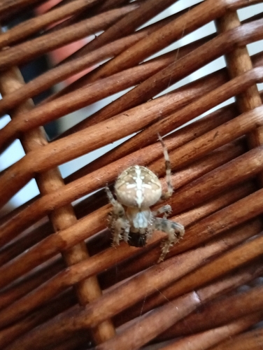 Cross Orbweaver