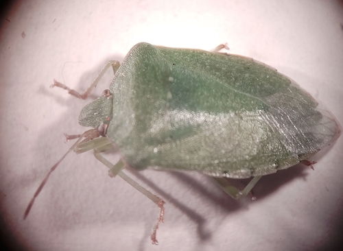 Southern Green Stink Bug