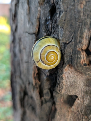 Brown-lipped Snail
