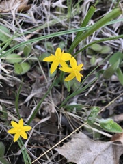 Hypoxis juncea