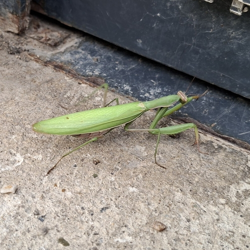 European Mantis