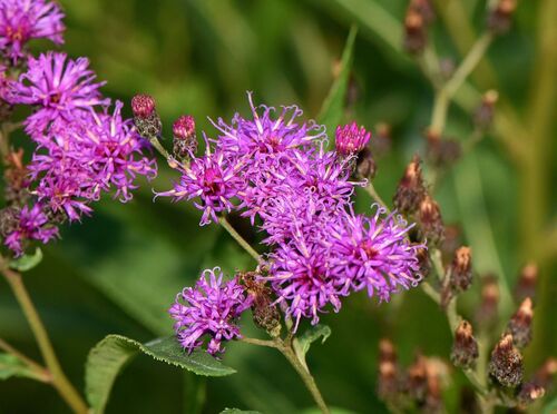 New York ironweed