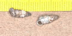 Microceramus texanus