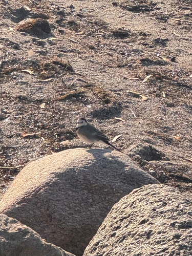 White Wagtail