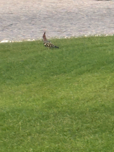 Common Hoopoe