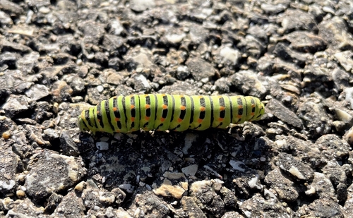 Old World Swallowtail