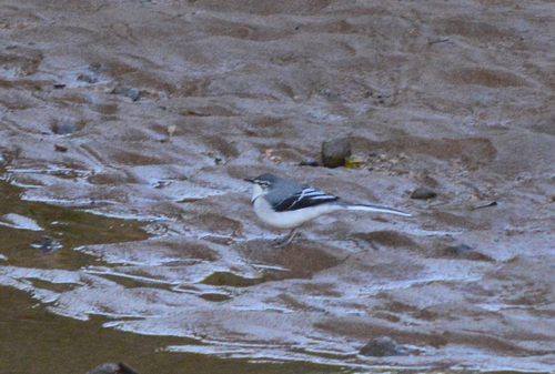 iNaturalist image
