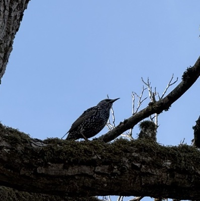 European Starling