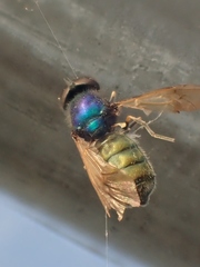 Chloromyia