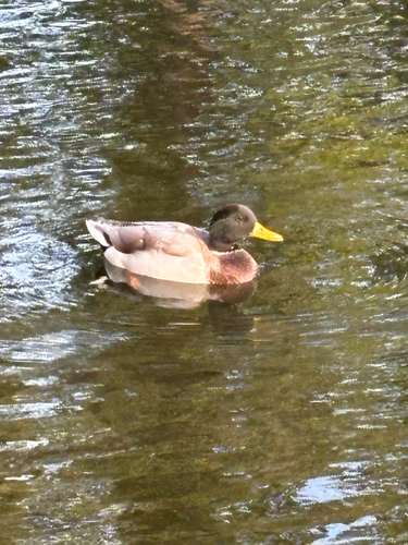 Mallard