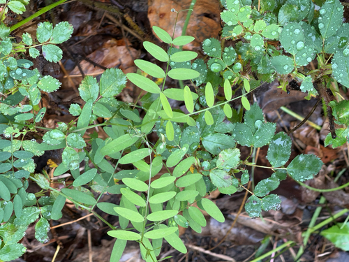 Vicia americana observed 2026-09-27