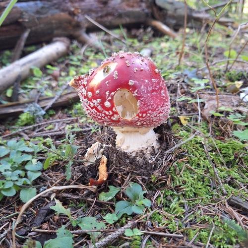 Fly Agaric