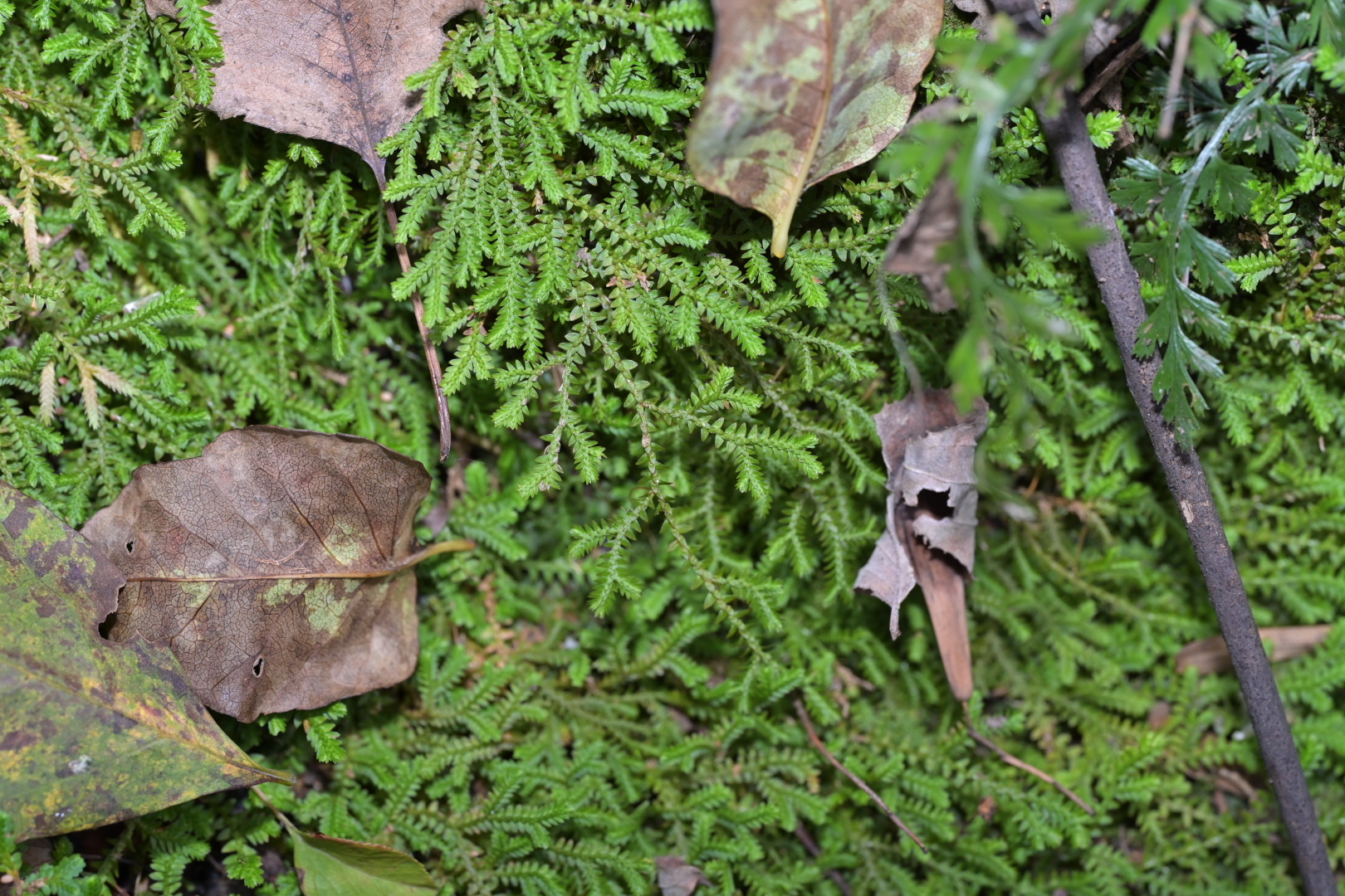 Compost Plant Spore Selaginella vaginata - Growing Guide & Care Tips | BioGardens.org