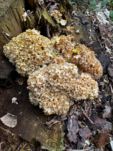 Cauliflower Fungus