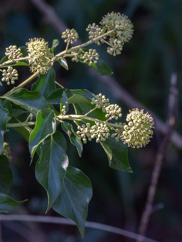 common ivy
