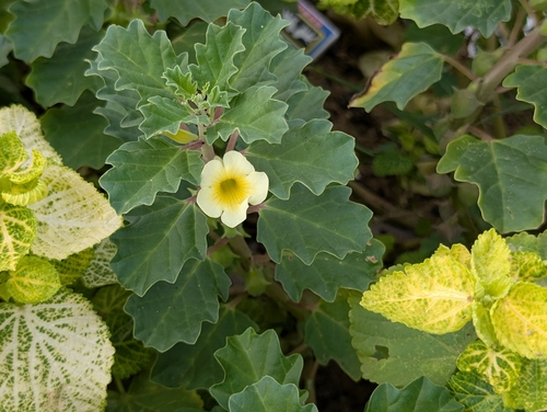 Pedalium murex observed 2026-09-25