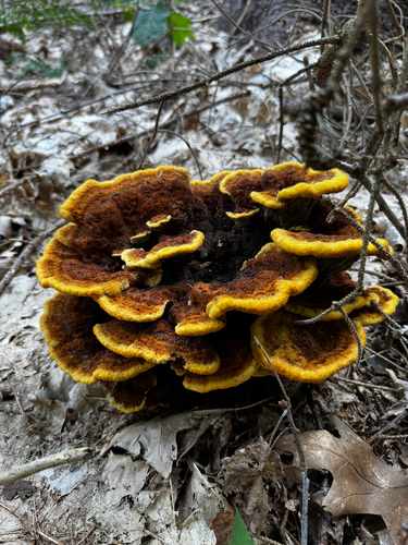 European Dyer's Polypore