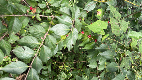 Amur honeysuckle