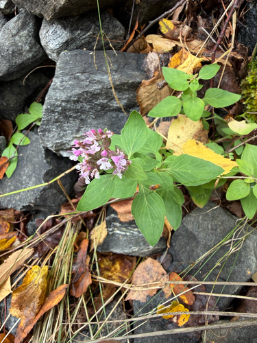 Oregano