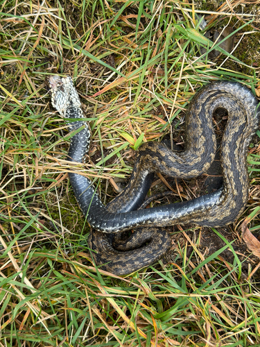 Adder