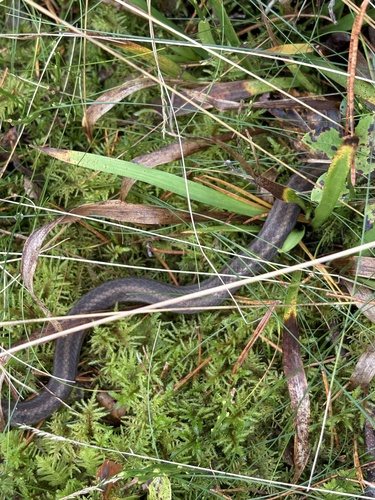 Smooth Snake