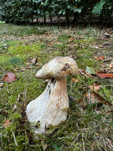 King Bolete