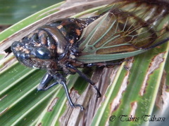 Cicadidae