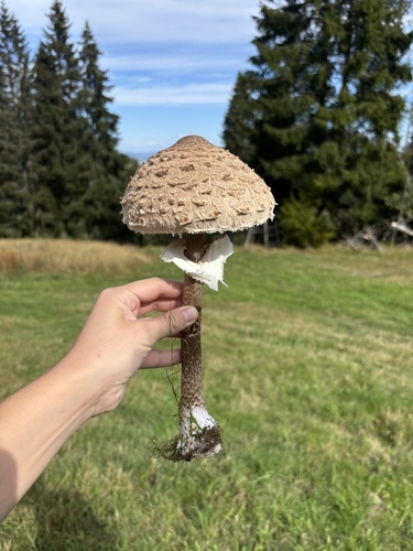 Parasol