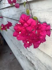 Bougainvillea