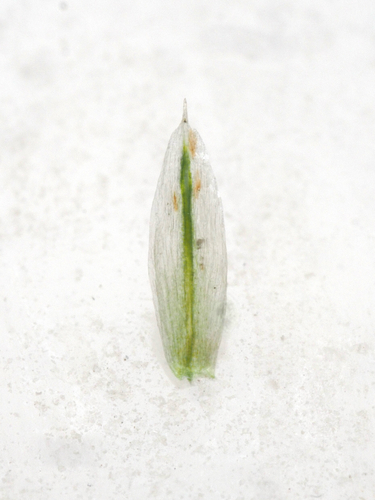 Amaranthus powellii, photograph 4