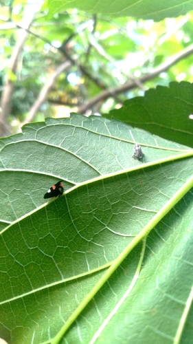 Enchophyllum quinquemaculatum